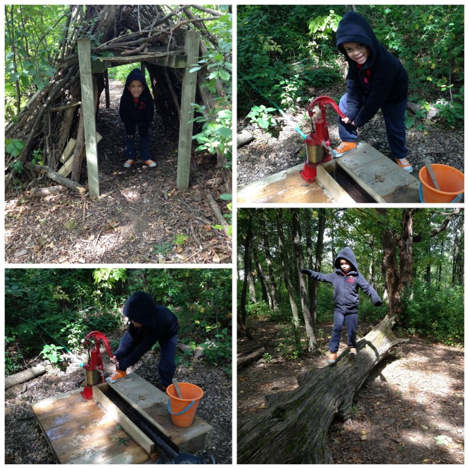 Wandering woods Collage